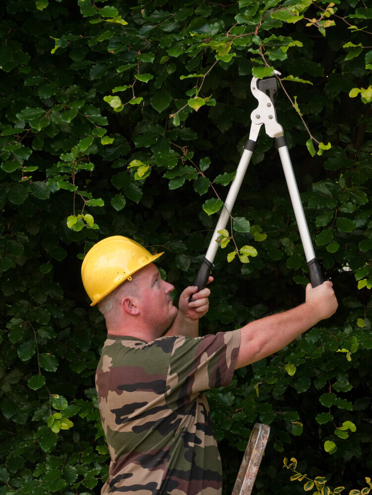 Most Affordable Tree Surgery Services