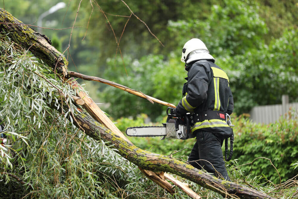 Storm Damage Tree Clean up Service