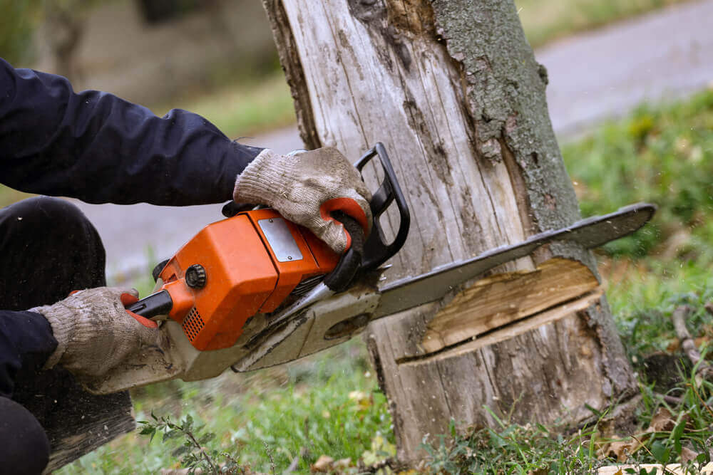 Tree Removal Service in Leeds