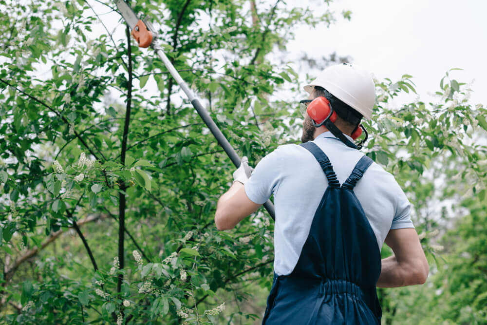 Trimming & Pruning Service